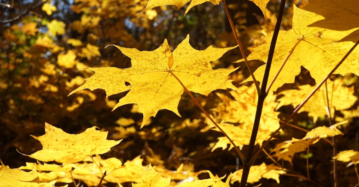 Разумный подход к онлайн-развлечениям и экономии времени
